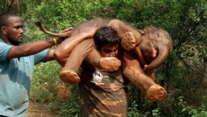 হাতির বাচ্চা উদ্ধার করে আলোচিত বনরক্ষী