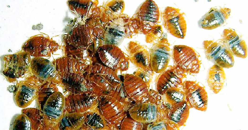 ঘরের ছারপোকা তাড়াতে