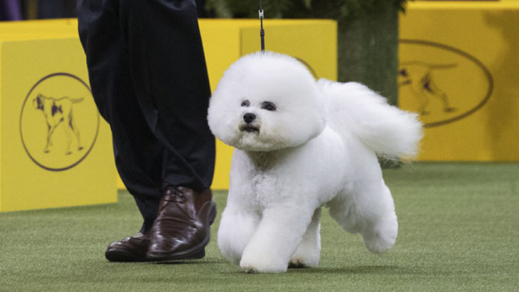 বিশ্বসুন্দর কুকুর ছোট্ট ফ্লিন !