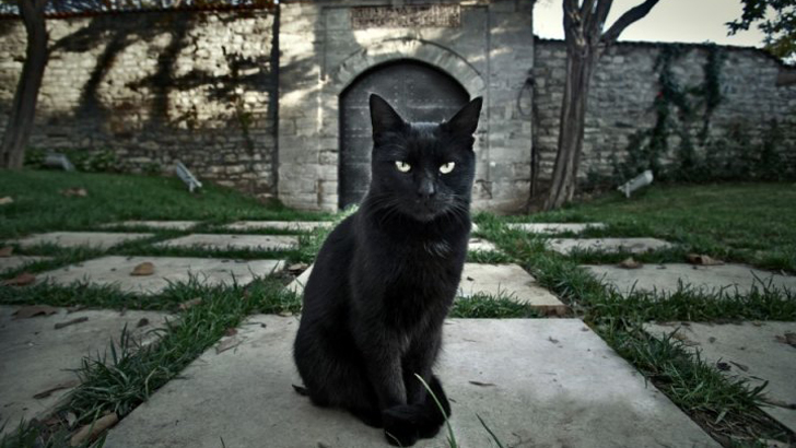 কালো বিড়াল রাস্তা ‘কাটলে’ সবাই দাঁড়িয়ে পড়ে কেন?