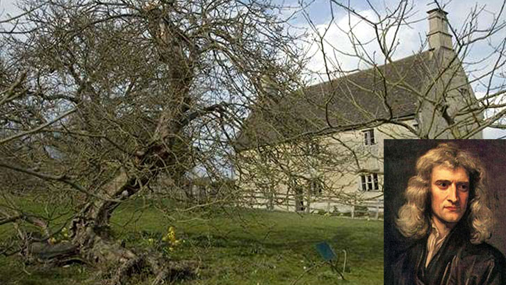 নিউটনের মাথায় আপেল পড়া গাছটি বেঁচে রয়েছে আজও!