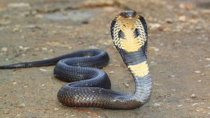 ইঁদুরের গর্ত থেকে বেরিয়ে আসে ৬ ফুট লম্বা দুটি সাপ