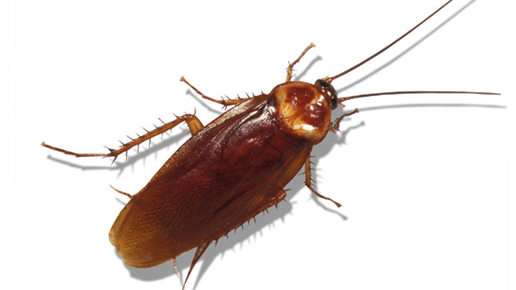 তেলাপোকা তাড়ানোর ঘরোয়া উপায়