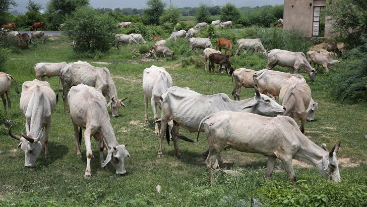 গরু নিয়ে বিপাকে ভারতীয় কৃষকরা!