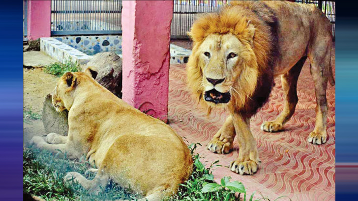 নভকে মেনে নিতে পারছে না নোভা