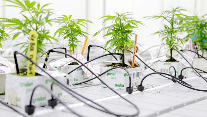 গাঁজা চাষে শিক্ষার্থীদের প্রশিক্ষণ