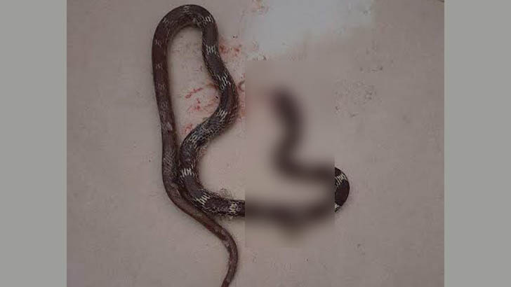 কিশোরগঞ্জে রোগীর ব্যাগে সাপ, হাসপাতালে আতঙ্ক