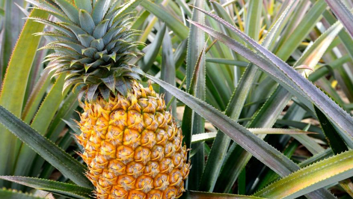 জ্বরের শত্রু আনারস