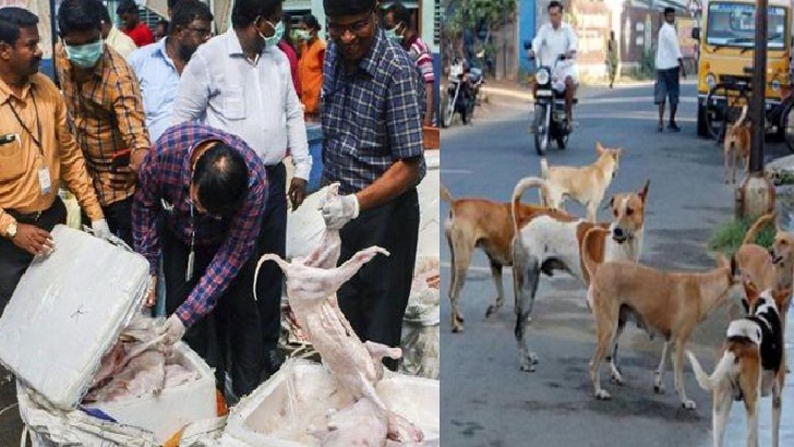 হোটেলের পথে ১১০০ কেজি কুকুরের মাংস উদ্ধার!