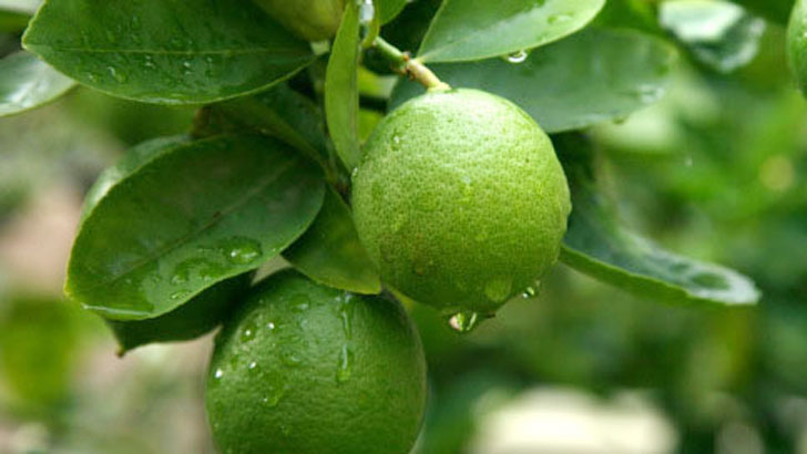 লেবু কী অ্যাসিডিটির ঝুঁকি বাড়ায়?