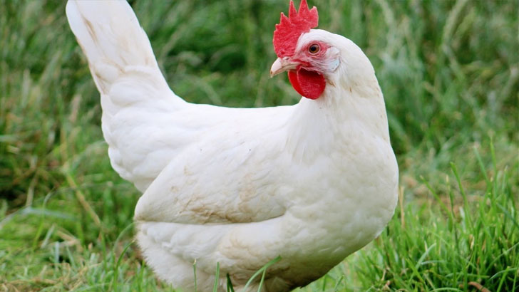 মুরগি যেভাবে সহজলভ্য হয়ে উঠেছে