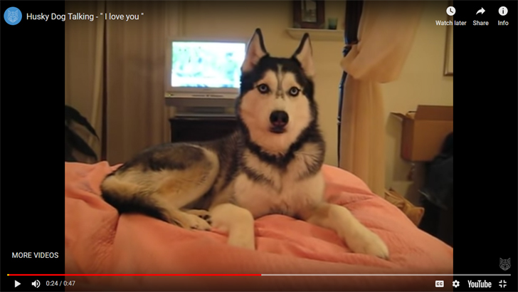 কুকুর বলছে ‘আই লাভ ইউ’! (ভিডিও)