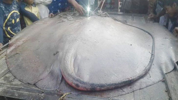 ভোলায় ধরা পড়ল ২ মণ ওজনের হাউস মাছ