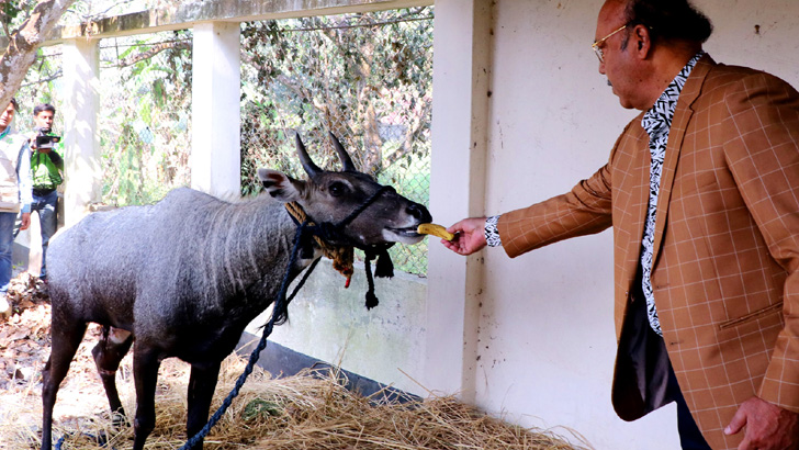 সঙ্গী পেতে যাচ্ছে বিরল প্রজাতির ‘নীলগাই’ দুটি