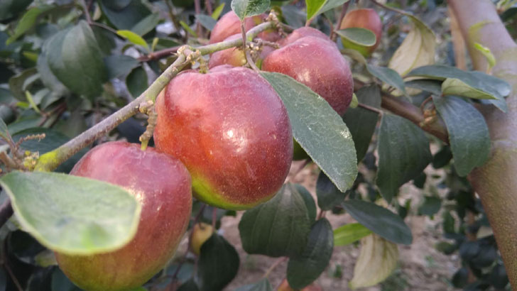 দেশে প্রথম কাশ্মীরি আপেল কুল চাষ, বাম্পার ফলন