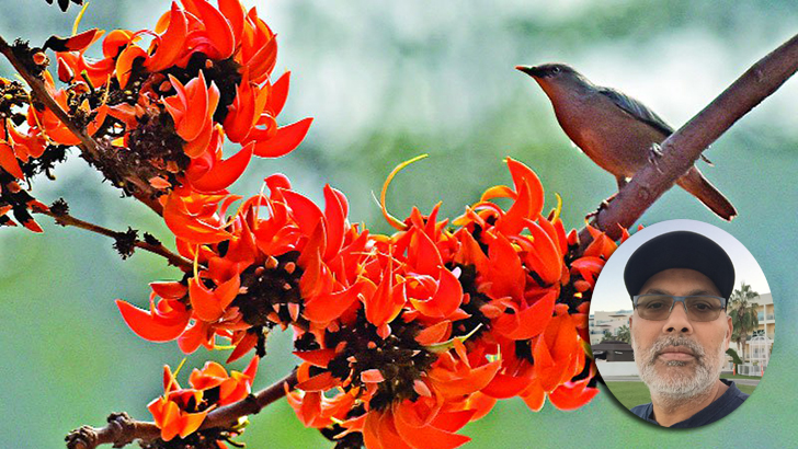 ছোটবেলার ফাগুনে আগুনরাঙা বসন্ত