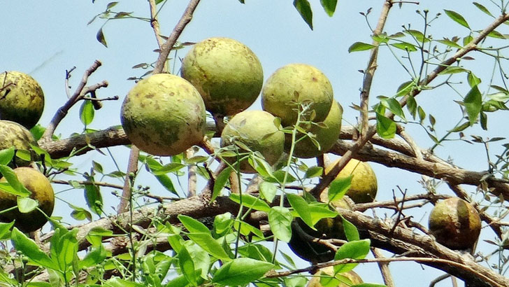 গরমে কেন খাবেন বেলের শরবত?