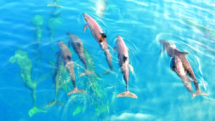 আজ বিশ্ব বন্যপ্রাণী দিবস