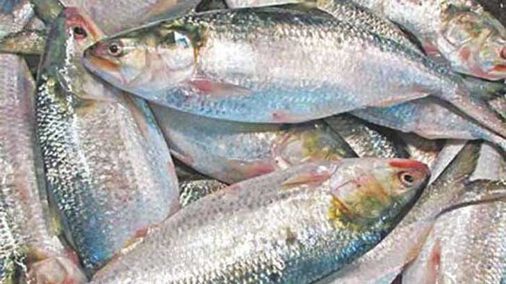 ইলিশ উৎপাদনে বাংলাদেশ বিশ্বে প্রথম
