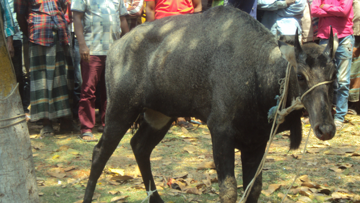 পত্নীতলায় উদ্ধার বিরল প্রজাতির নীলগাই যাচ্ছে রামসাগরে