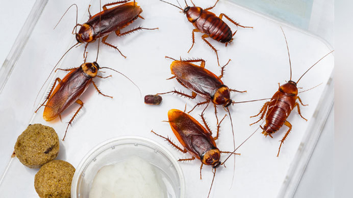 তেলাপোকা তাড়াতে কী করবেন?