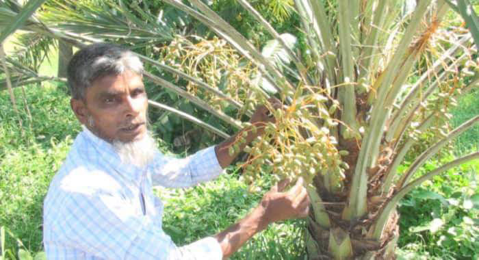 সৌদির খেজুর গাছ বাংলাদেশে ছড়িয়ে দিতে চান সোনারগাঁয়ের জীবন আলী