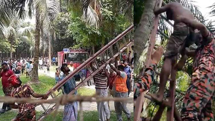 গরমে ডাব চুরি করতে গাছে উঠে বিপাকে যুবক