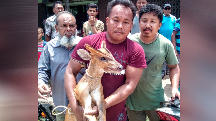 খাগড়াছড়ির ড্রেনে মায়া হরিণ