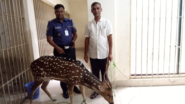 বন ছেড়ে সোনাগাজীর লোকালয়ে চিত্রা হরিণ