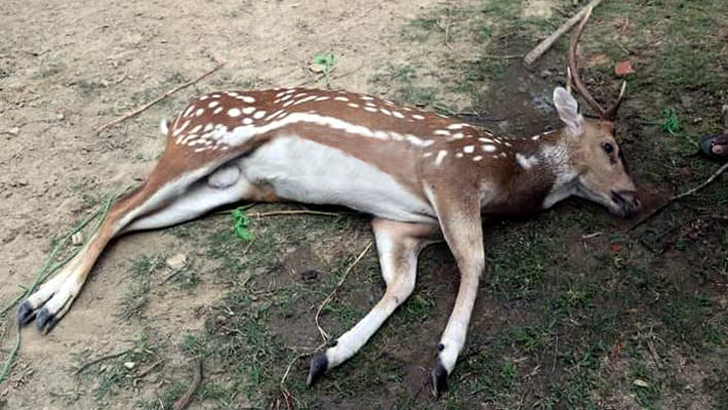 বন ছেড়ে লোকালয়ে আসা চিত্রা হরিণটি মারা গেছে