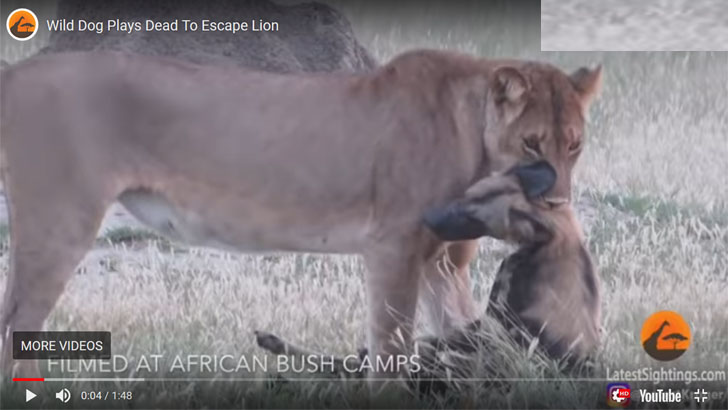 বুদ্ধি খাটিয়ে সিংহের মুখ থেকে বেঁচে ফিরল কুকুর, ভিডিও ভাইরাল