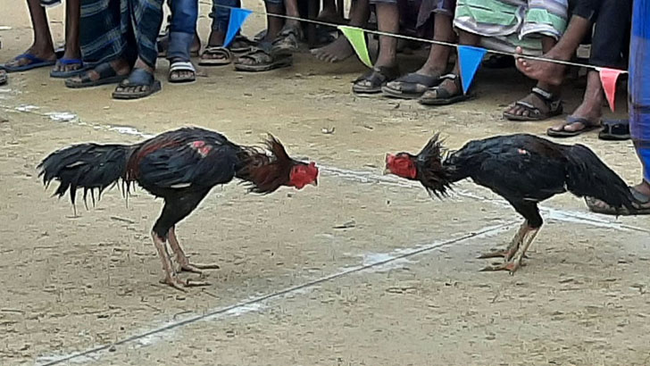 বড়লেখায় গ্রামীণ ঐতিহ্য মোরগ লড়াই