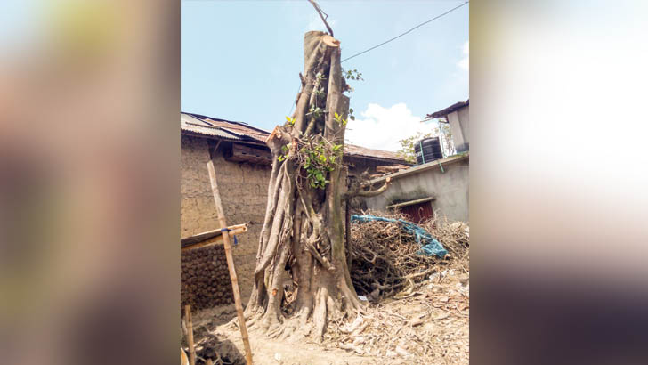 জ্বীনের কেরামতি, দাঁড়িয়ে গেল ঝড়ে উপরে যাওয়া বটগাছ!