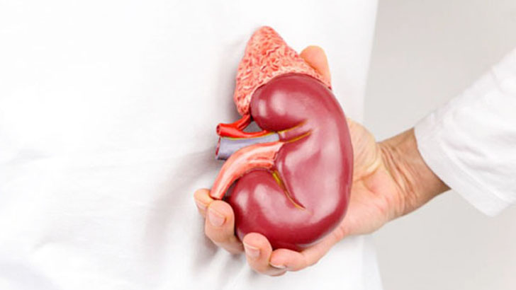 যেসব লক্ষণে বুঝবেন কিডনির আয়ু কমছে