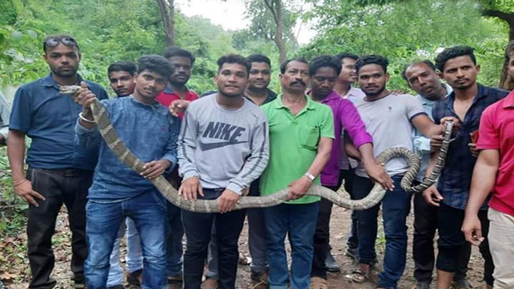 ১১ ফুট লম্বা বিষধর সাপ ধরা পড়ল গ্রামের জঙ্গলে (ভিডিও)