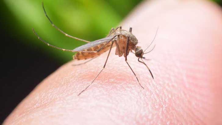 জলবায়ু পরিবর্তনে ডেঙ্গুর প্রকোপ