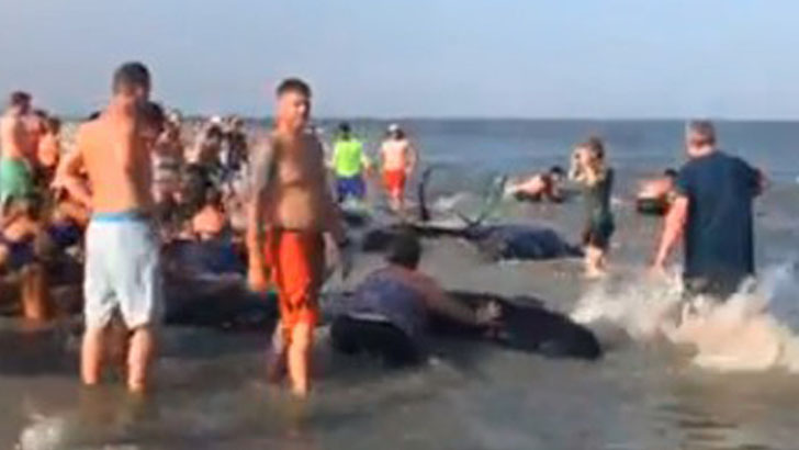 ২০ তিমির প্রাণ বাঁচালো পর্যটকরা (ভিডিও)