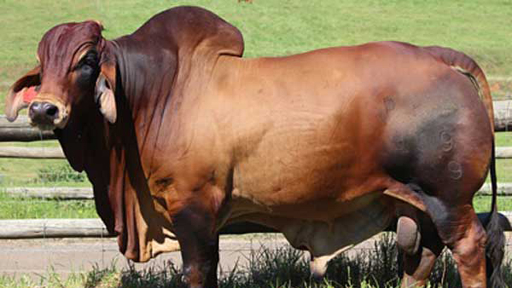 গরুই হচ্ছে পৃথিবীর সবচেয়ে বড় প্রাণী!