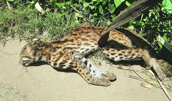 খাদ্যের সন্ধানে এসে প্রাণ হারাল মেছো বাঘ