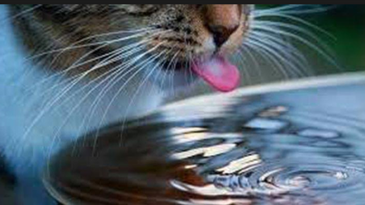 বিড়াল নিয়ে ঝগড়া: মালয়েশিয়ায় ছুরিকাঘাতে বাংলাদেশি খুন