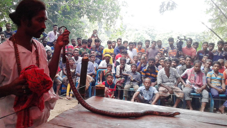 কুষ্টিয়ায় ব্যতিক্রমী সাপখেলা!