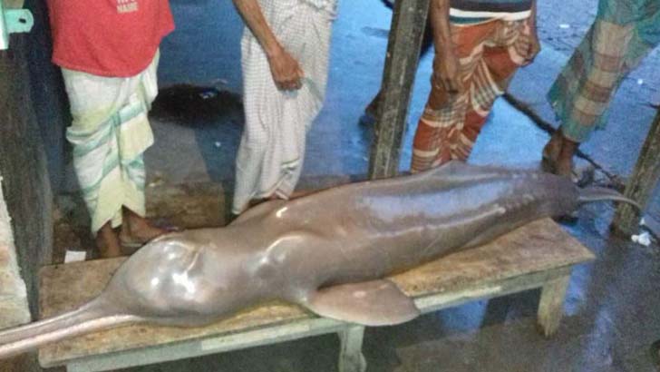 বাঘায় জেলের জালে ৪৪ কেজি ওজনের ডলফিন