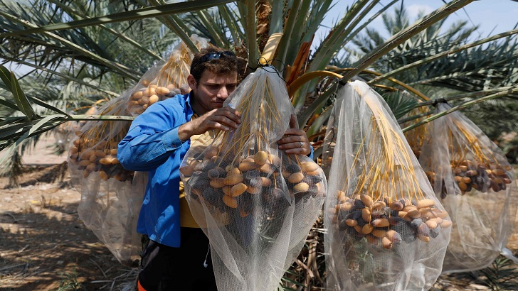 তোমরা আমাদের দমাতে পারবে না: নেতানিয়াহুকে ফিলিস্তিনি চাষিরা