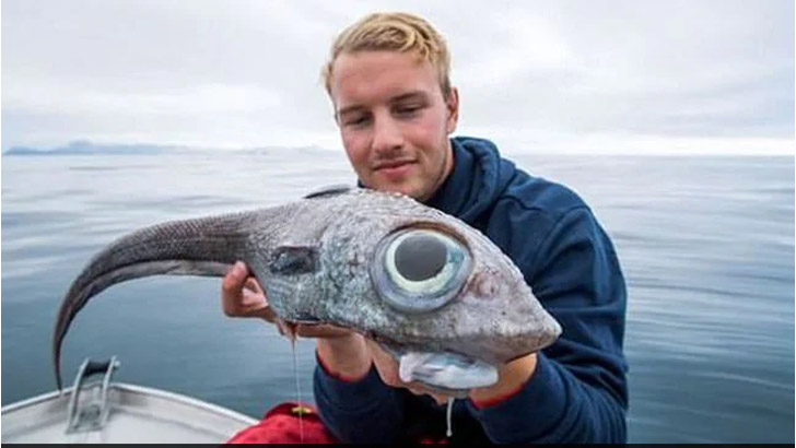 সোশ্যাল মিডিয়ায় ভাইরাল ‘ডাইনোসর মাছ’!