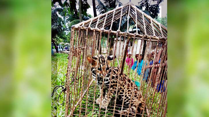 জাদুকাঁটা নদীর তীর থেকে চিতাবাঘ শাবক উদ্ধার