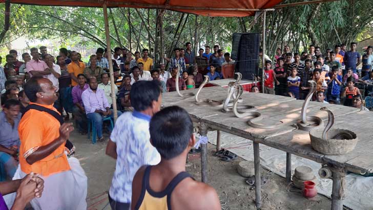 দামুড়হুদায় বিষাক্ত সাপ খেলার লড়াই