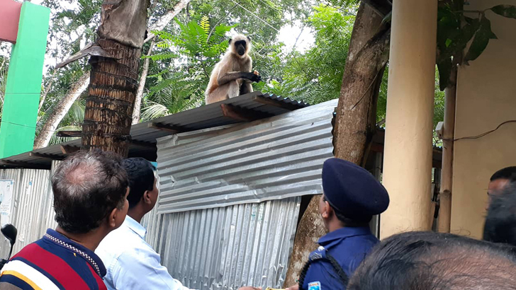 বানরের প্রতি উপজেলা চেয়ারম্যান-ইউএনও-ওসির মমতা!