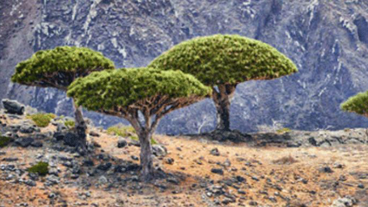 ড্রাগন গাছের ঔষধি গুণ