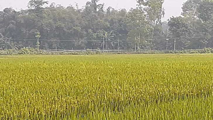 ফুলবাড়ী সীমান্তে বিএসএফের মিনি কাঁটাতারের বেড়া