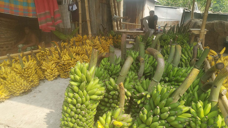 ১২ ঘণ্টায় কাঁচা কলা হলুদ হয়ে যায় গাজীপুরে!
